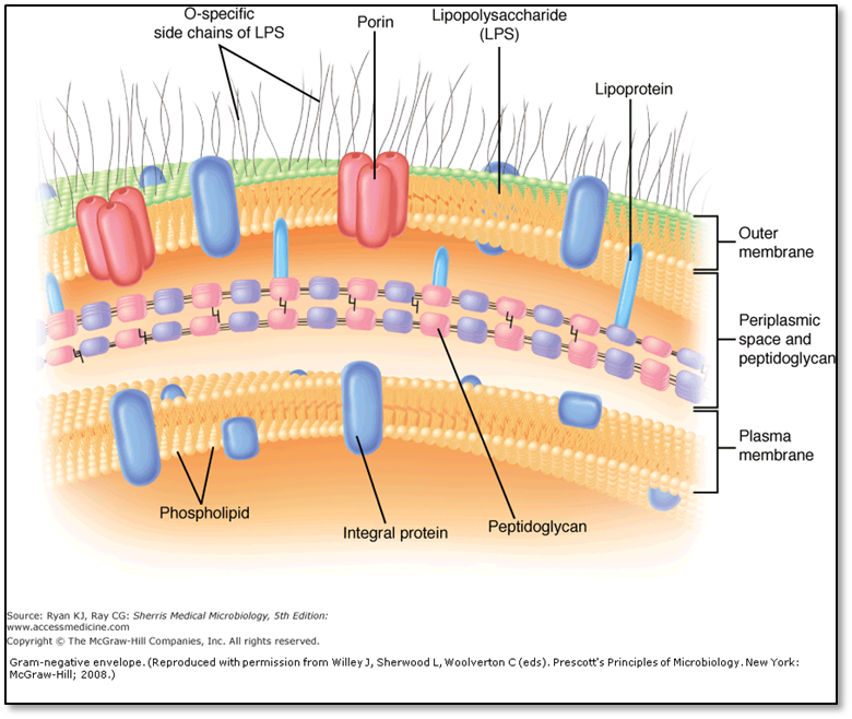 Bacterial Structure and Classification.cmap